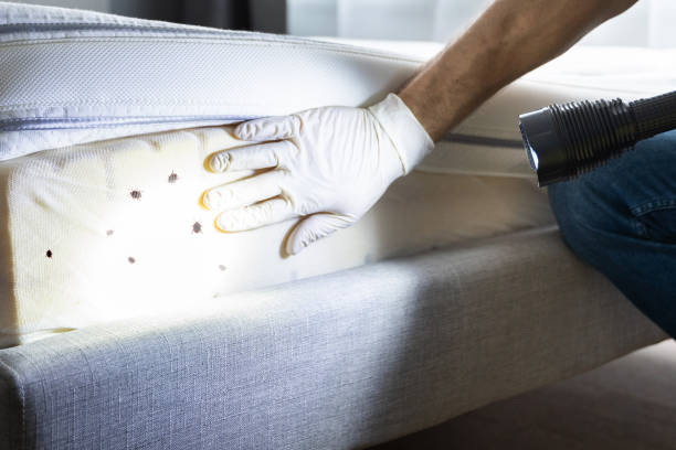 Best Insect Control  in Elizabethtown, NC